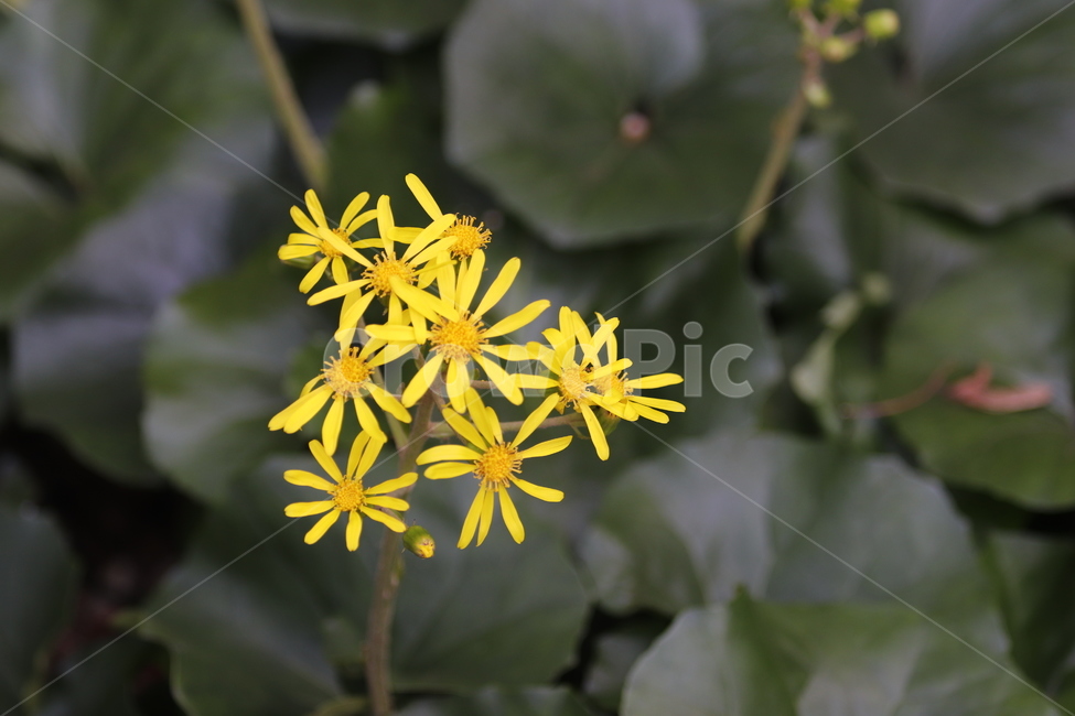 plant,식물,가을,꽃,꽃잎,식물,자연,plants,nature,꽃,flower