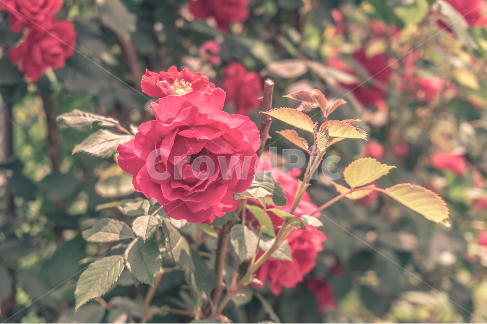 꽃,장미,식물,감성,필름,식물,자연,plants,nature,꽃,flower
