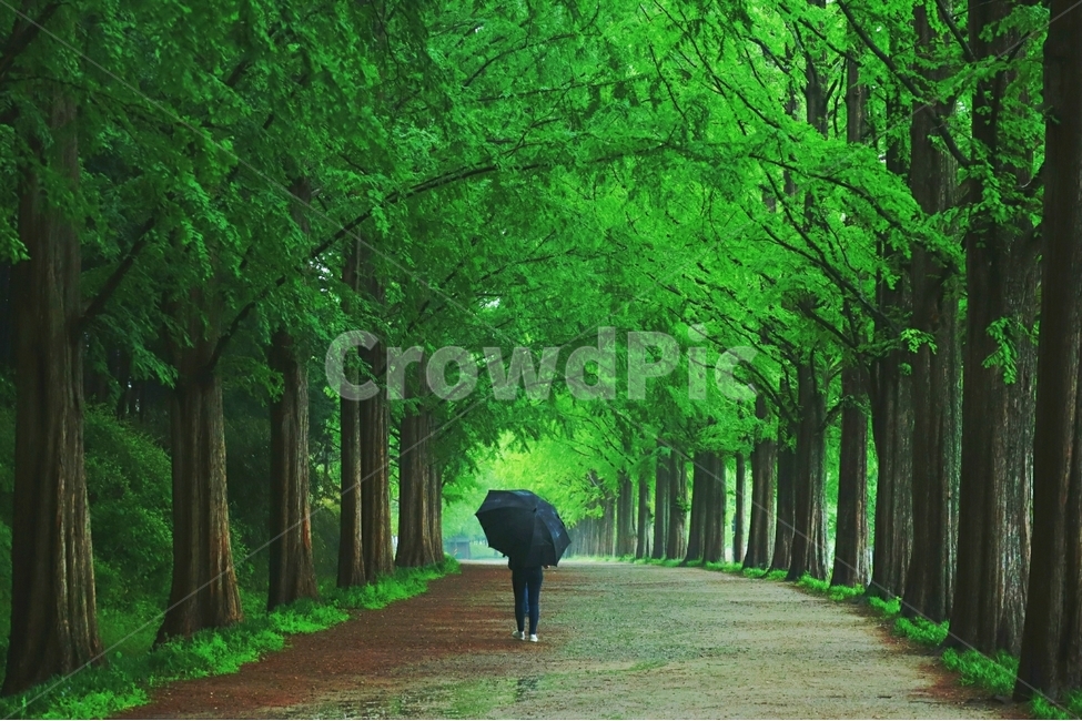 봄비,나무,봄,풍경,담양,자연,풍경,nature,landscape,한국자연풍경,한국자연경관,korea nature landscape,휴식,힐링,rest,relaxation,healing,path,통로