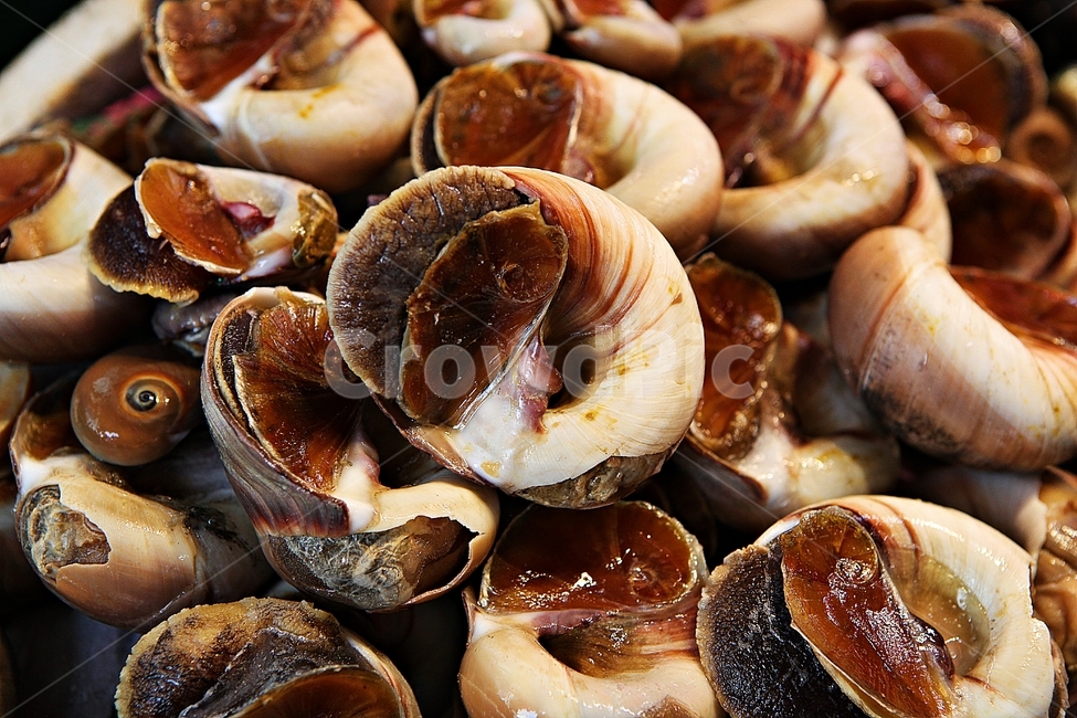조개,어패류,수산물,해산물,식재료,연체동물,음식,요리,재료,음식,식재료,요리,food,cook,meal,dishes,food reserves,수산물,해산물,fishery products,seafood