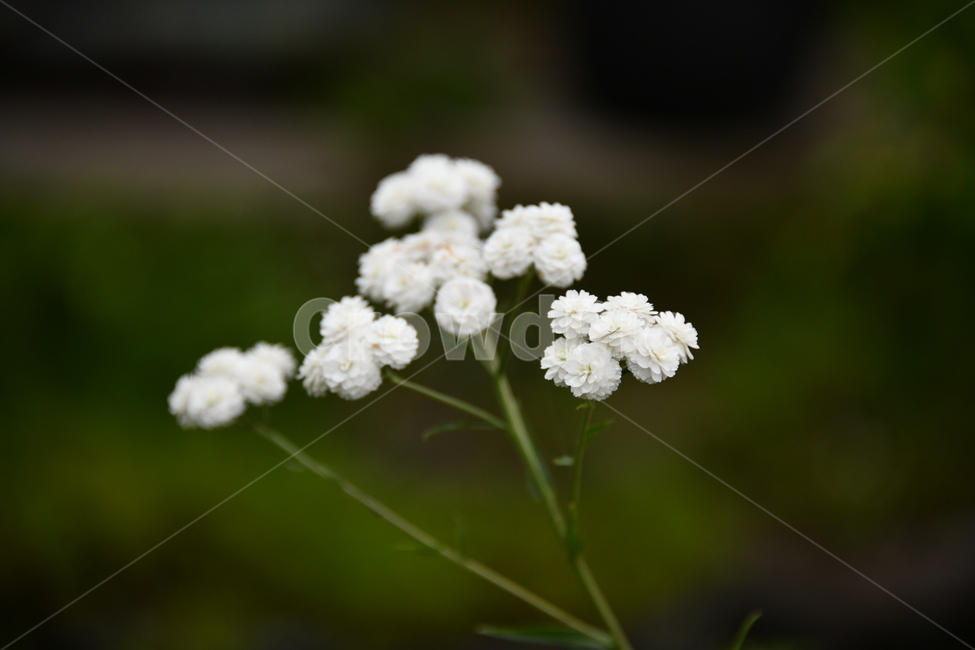 꽃,자연,식물,야생화,nature,flower,감성,feeling,배경,백그라운드