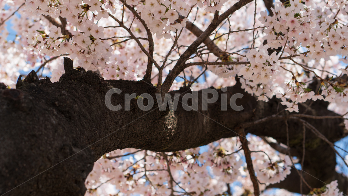 벚꽃,봄꽃,봄,자연,계절,season,spring,cherryblossoms,꽃축제,봄날,화려한,예쁜,핑크색,하얀색,파란색,파란하늘,flower,nature,garden,beautiful,공원,바탕,정원,봄하늘,나무,가로수