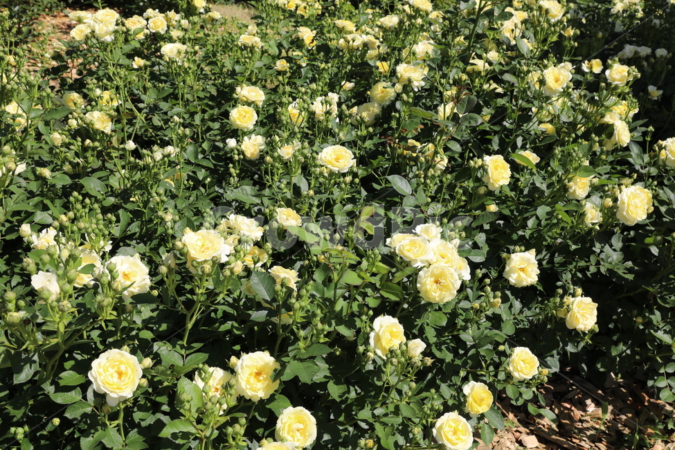 장미,장미꽃,장미공원,장미광장,로즈가든,로즈,식물,자연,plants,nature,꽃,flower