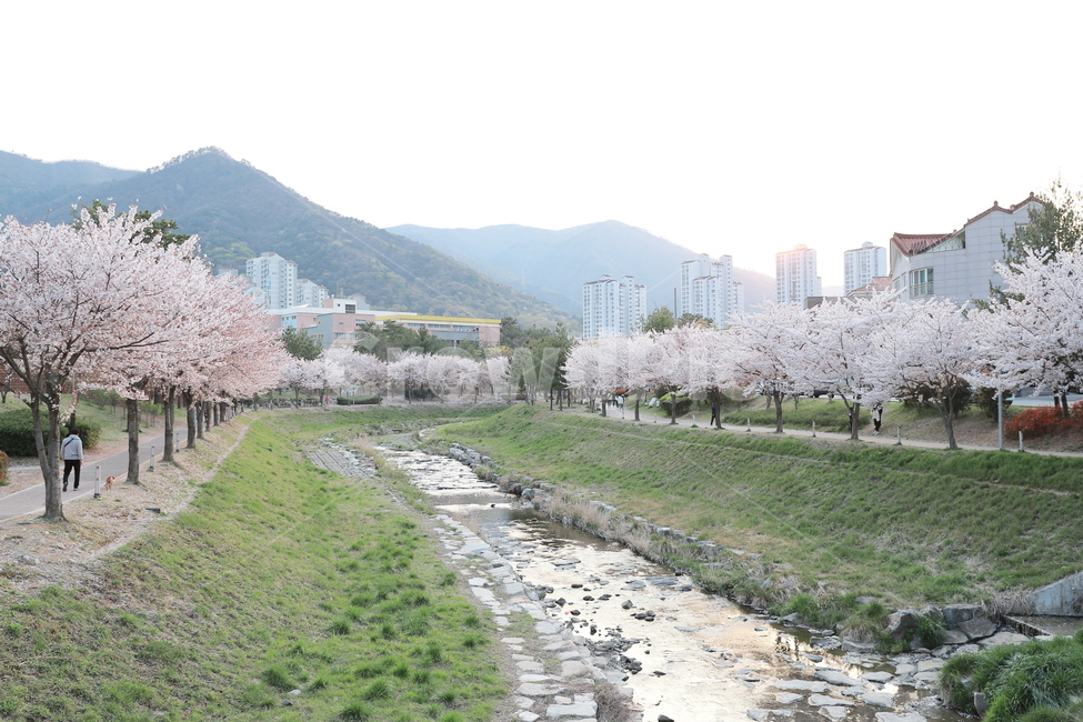 식물,cherryblossom,벚꽃,꽃,flower,봄