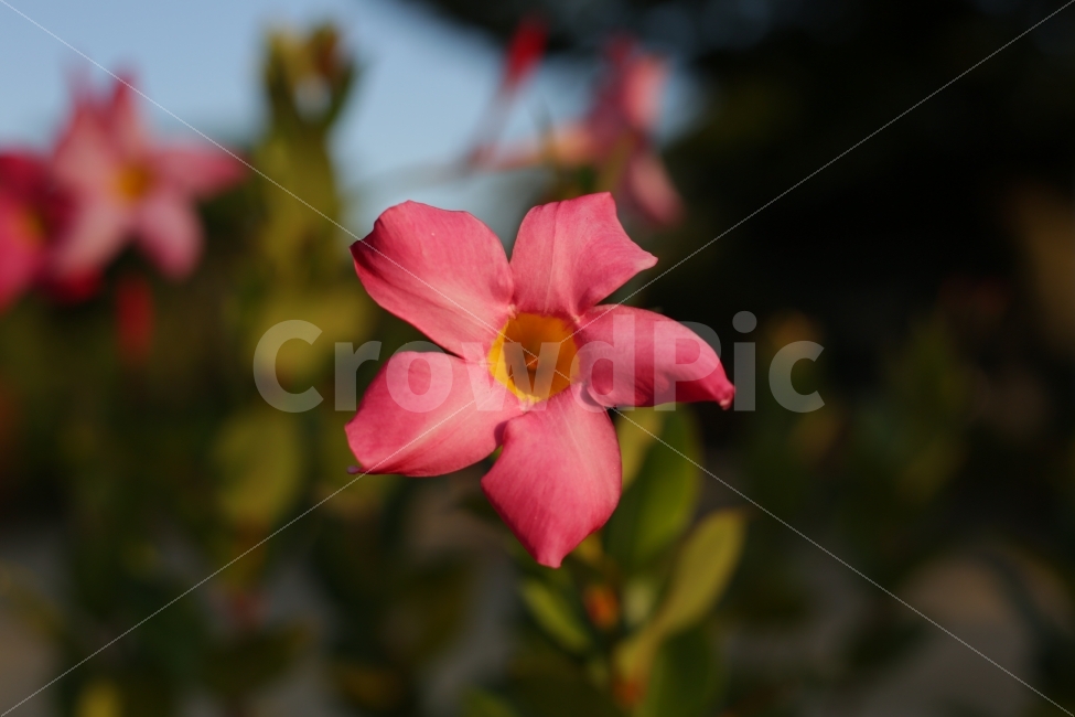 	꽃,자연,붉은색,분홍색,햇빛,5dmark3,식물,자연,plants,nature,꽃,flower,색깔,색상,색채,색감,color sense,color sensitivity,feeling of color