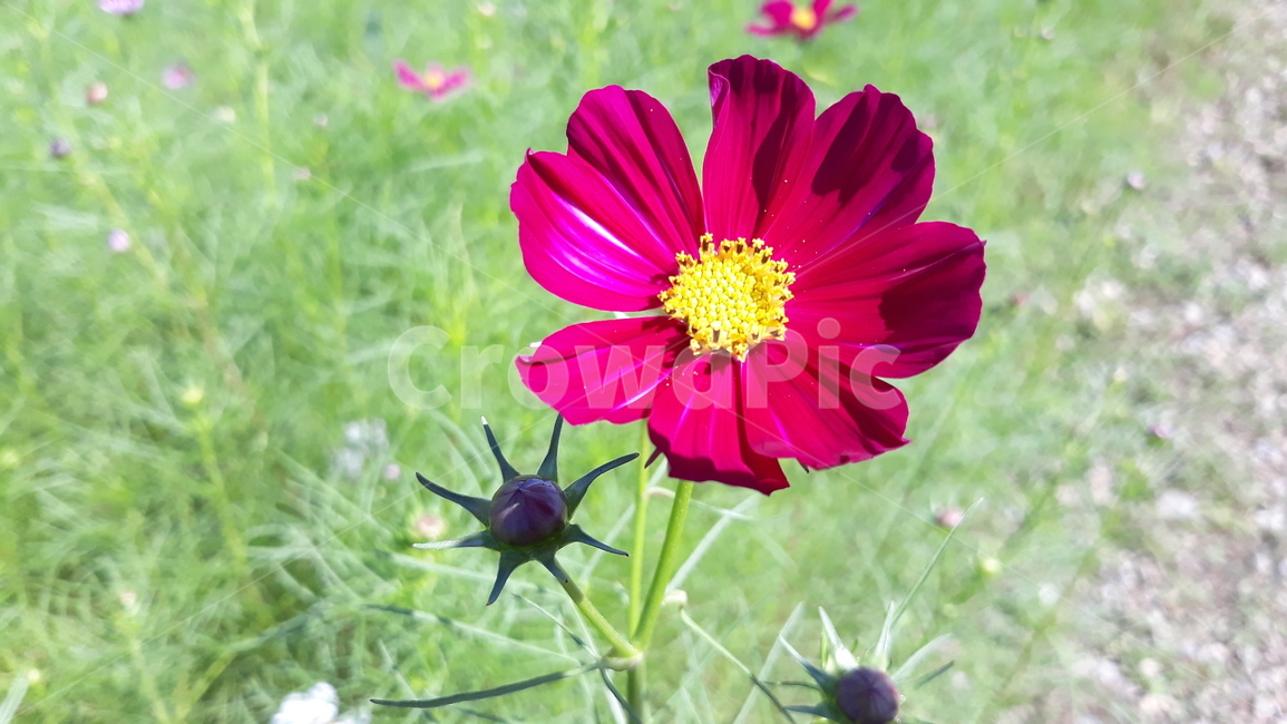 식물,plant,꽃,flower,blossom,꽃잎,petal,코스모스,색감,가을,color,fall,자주색꽃,자연,nature,식물,자연,plants,nature,꽃,flower