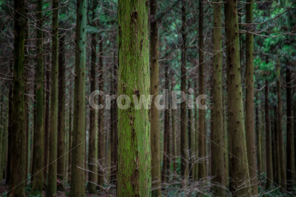 제주도,숲,나무,식물,자연,forest,nature,tree,green,landscape,background,park,natural,beautiful,outdoor,wood,mountain,outdoors,plant,environment,beauty,wild,spring,trees,view,scenic,color,foliage,wildlife,야생,맑은공기,초목,자연,풍경,nature,landscape