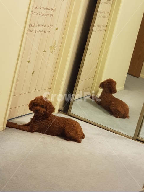 dog,개,동물,pet,푸들,poodle