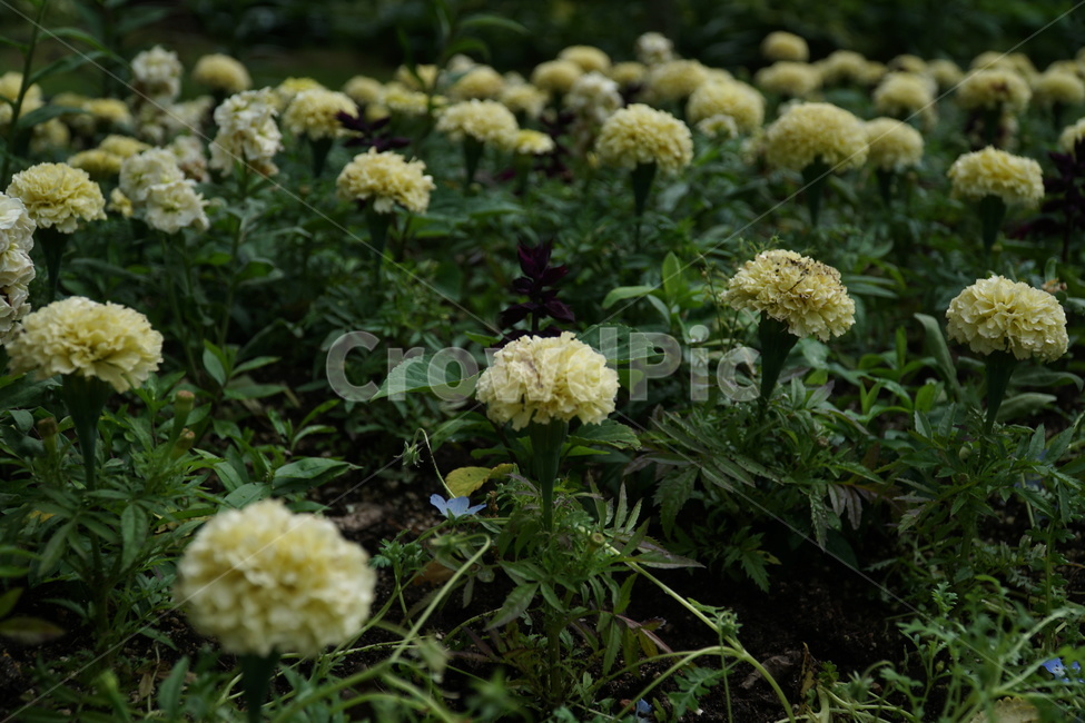 꽃,식물,blossom,flower,풍경,plant