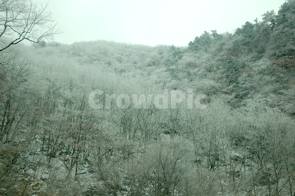 지리산,설경,산,눈꽃,나무,겨울,자연,풍경,nature,landscape,tree,plant,식물,outdoors,옥외,fir,전나무