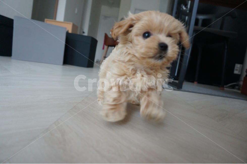 강아지,말티푸,puppy,애견,maltipoo,동물,animal,포유류,mammal,개,강아지,dog,doggy
