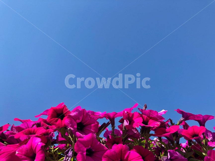 꽃,식물,가을,하늘,분홍,식물,자연,plants,nature,꽃,flower