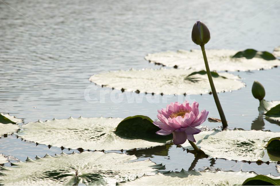 자연,꽃,연꽃,수련,빅토리아,식물,자연,plants,nature,꽃,flower