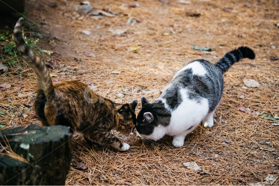 고양이,cat,길고양이,냥이,냥냥이,동물,animal,포유류,mammal,고양이,cat,kitten,kitty