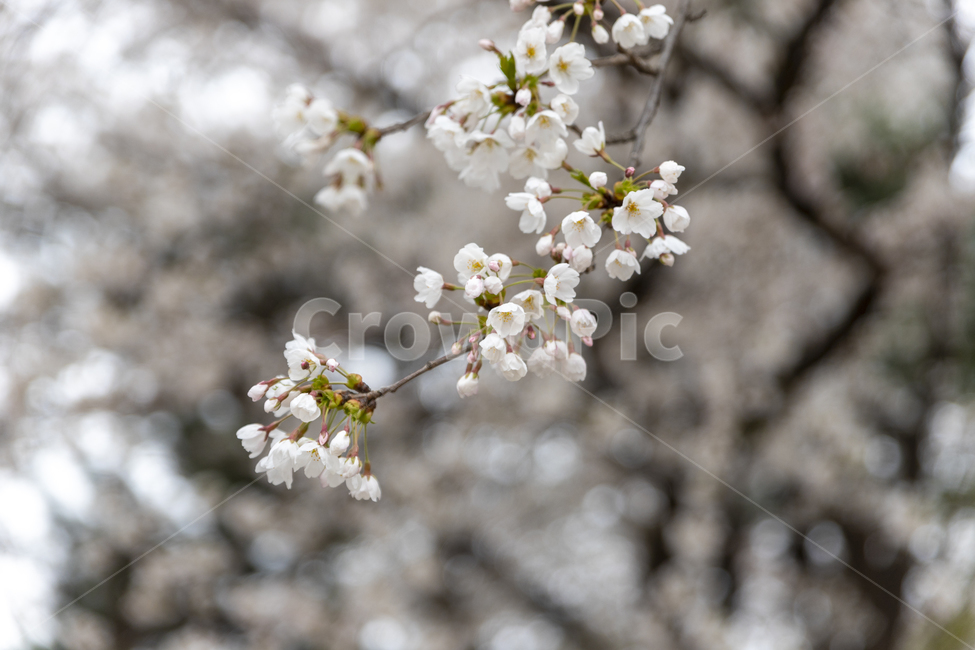 벗꽃,자연,풍경,배경,흰색,빛망울,봄,계절,spring,season,식물,자연,plants,nature,꽃,flower,plant
