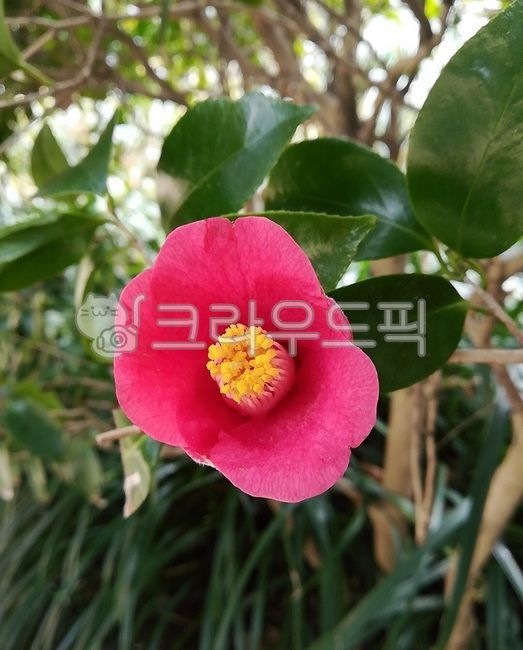 camellia flower,winter,camellia,red flower,pretty plant