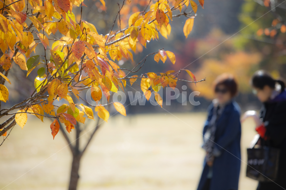 자연,배경,단풍,단풍잎,잎,가을,단풍나무,식물,나뭇잎,빨간색,빨강색,레드,붉은,떨어짐,물들은,붉게,아름다운,낙엽,야외,나무,나뭇가지,계절,노란색,노랑색,노란,황금색,사람,걷는,여성,가을,계절,fall,autumn,season,사람,인물,인간,human,person,여성,여자,woman,female,lady,leaf,plant,tree