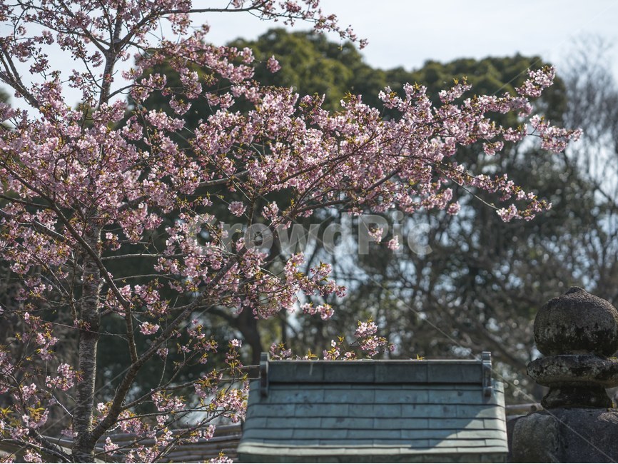 벚꽃,벚꽃축제,공원,자연,꽃,우에노공원,우에노,봄,계절,spring,season,식물,자연,plants,nature,꽃,flower,plant