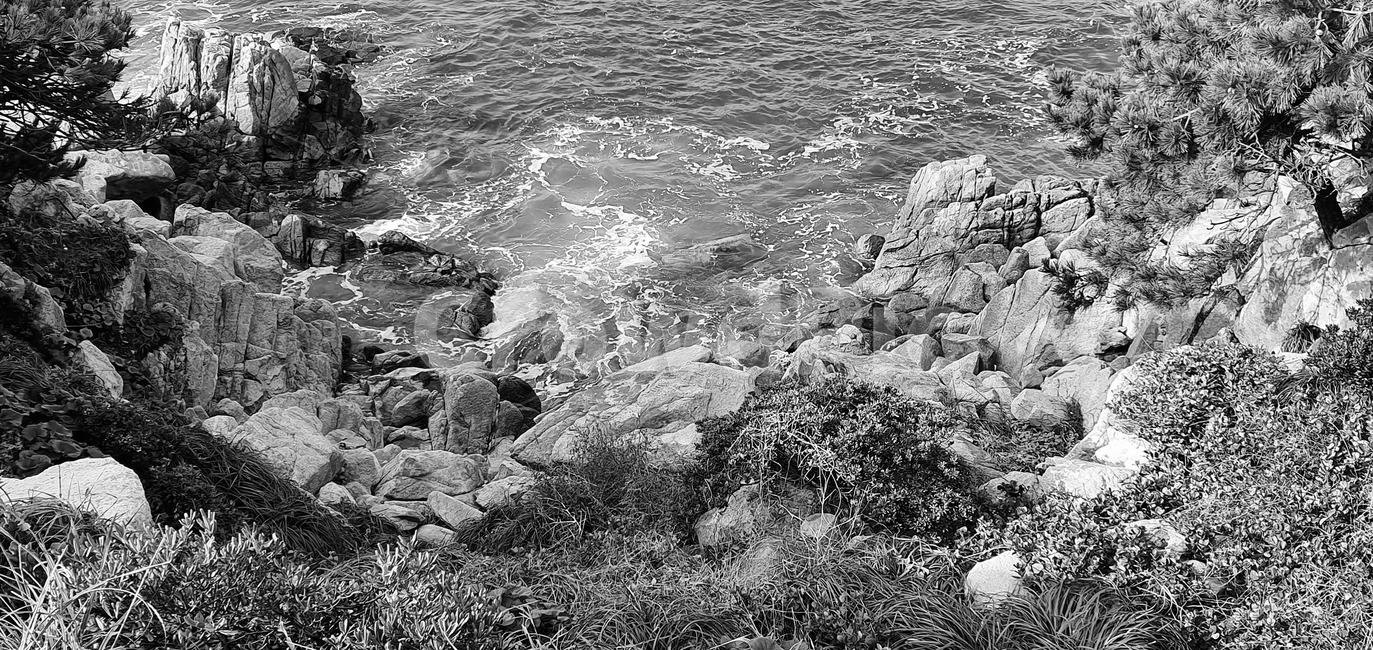 바다,파도,나무,물,흑백,한국자연풍경,한국자연경관,korea nature landscape,흑백,모노톤,monochrome,black and white