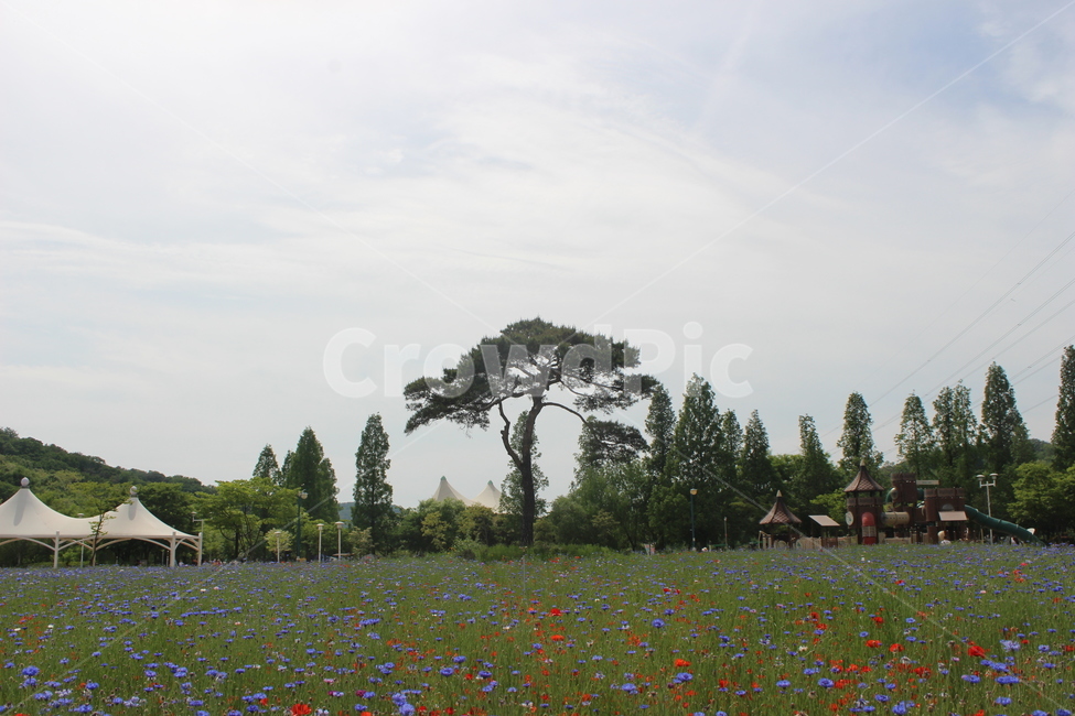 양귀비,수레국화,꽃밭,꽃,flower,flowers