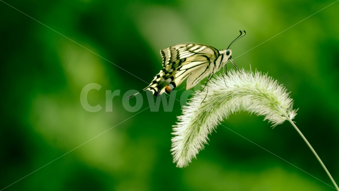 자연,나비,곤충,풀,강아지풀,풀잎,동물,animal,곤충,벌레,insect,bug