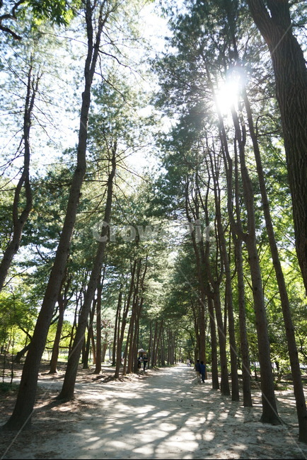 춘천,남이섬,자연,나무,tree,korea,겨울연가,drama