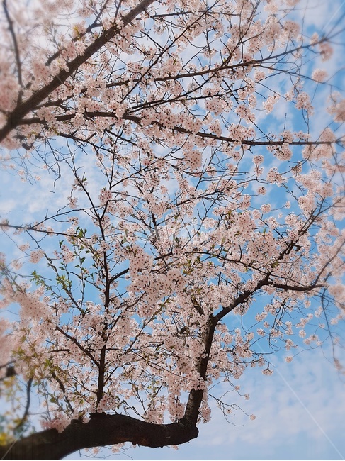봄,꽃,벚꽃,하늘,핑크