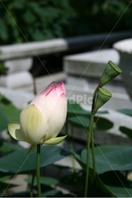 연꽃,연잎,식물,flower,plants,nature,꽃,꽃봉오리,연못,식물,자연,plants,nature,꽃,flower