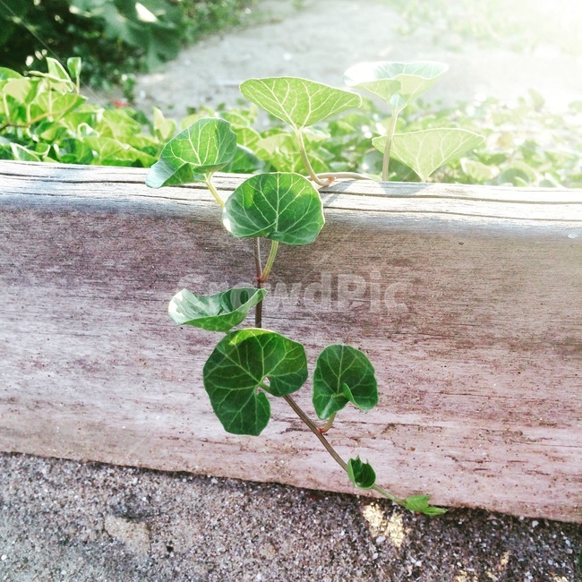 담쟁이,월담,여름,식물,초록