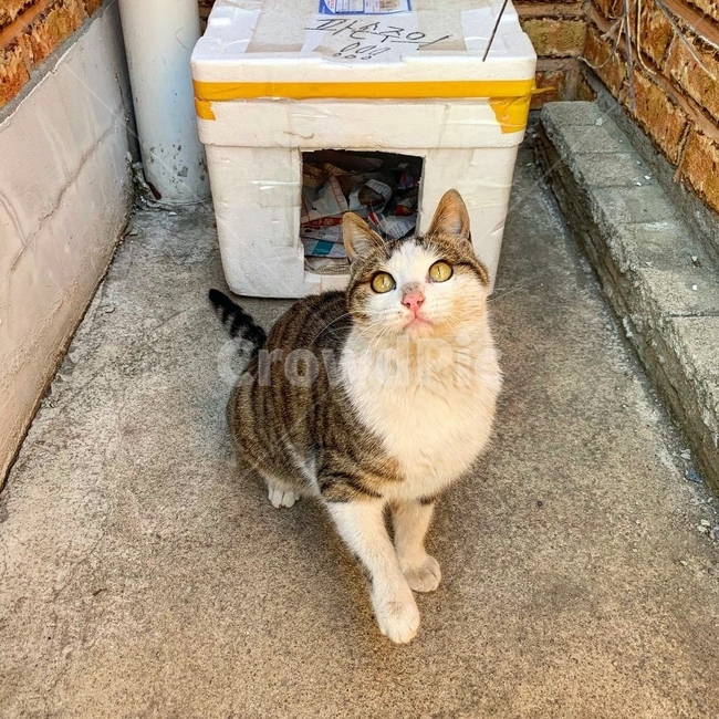 고양이,어리둥절,길고양이,귀여움,캣,cat,동물,동물,animal,포유류,mammal,고양이,cat,kitten,kitty