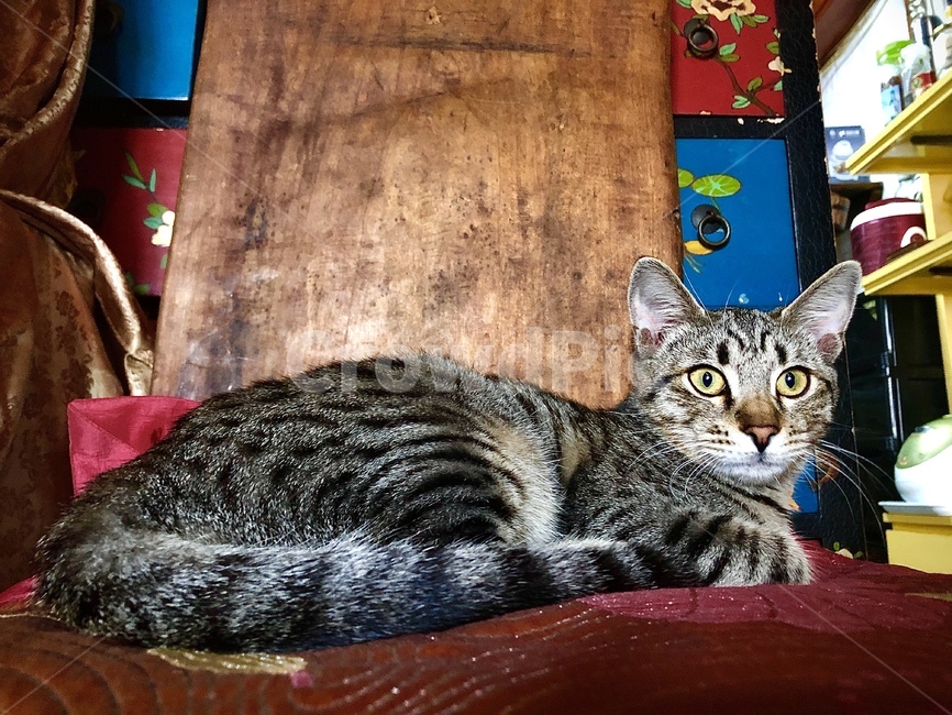 furniture,동물,pet,cat,고양이,mammal,포유류,animal,반려묘,black,pattern,무늬,동물,animal,포유류,mammal,고양이,cat,kitten,kitty