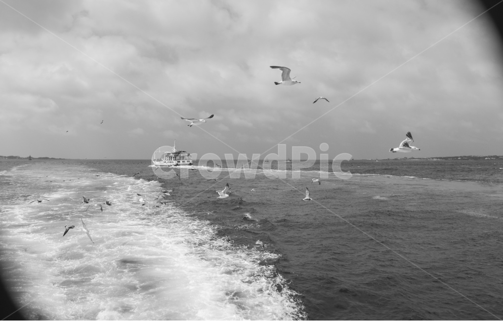 제주도바다,제주바다,갈매기,조류,흑백,새,바다,동물,animal,조류,새,birds,흑백,모노톤,monochrome,black and white