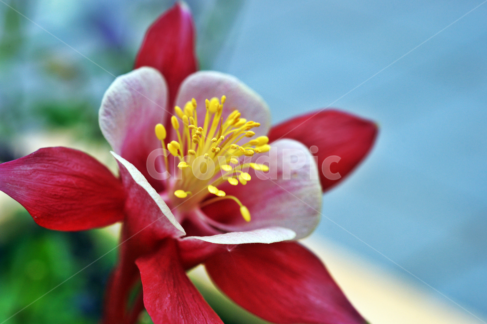 매발톱꽃,자생화,버림받은애인,번식력,다년생초본,식물,자연,plants,nature,꽃,flower