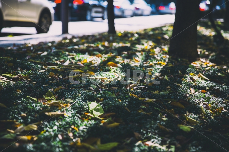 나무,풀,빛,낙엽,거리,가을,계절,fall,autumn,season,감성,sensible,feeling,machine,기계,wheel,바퀴