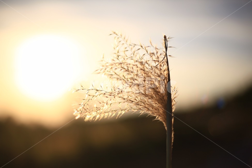 갈대,식물,자연,해,빛,햇빛,노을,가을,계절,fall,autumn,season,plant,grass,잔디,lawn