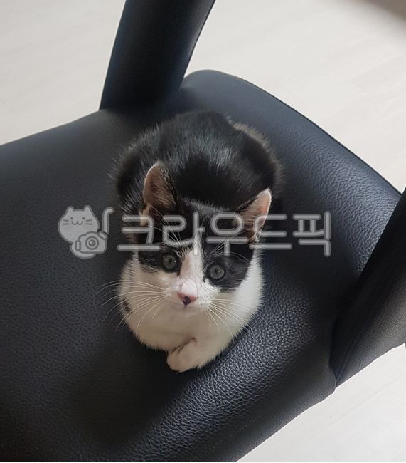 Korean Shorthair,dog cat,Nyanjup,Lap cat,milk cow,Kitten