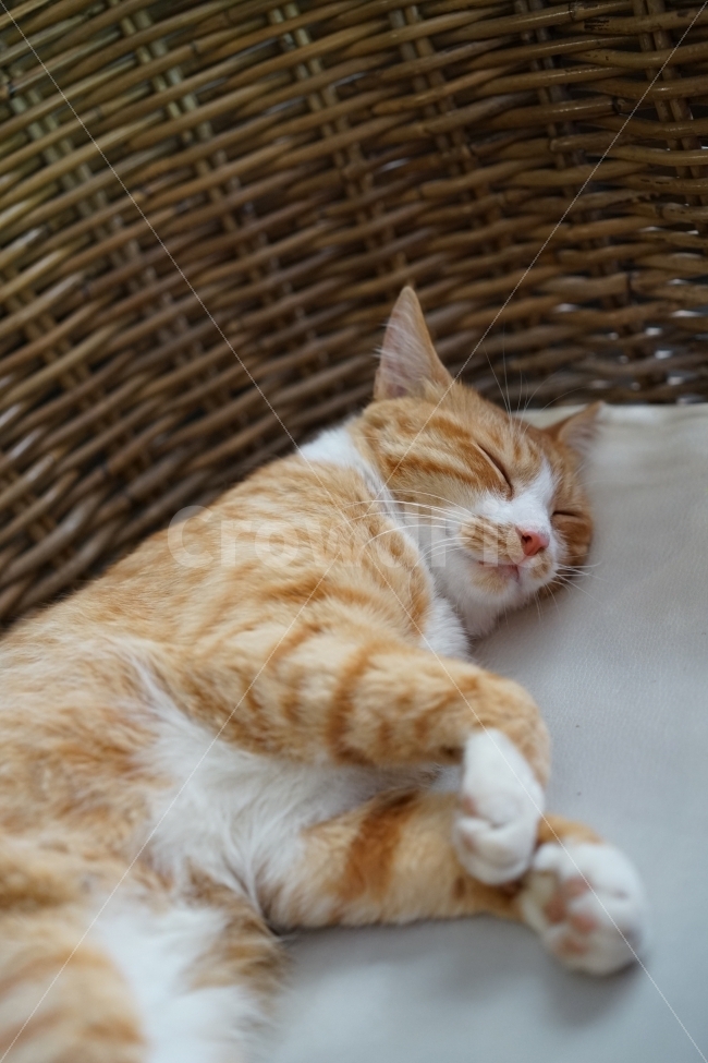 잠자는고양이,잠,낮잠,고양이,코리안숏헤어,코숏,길고양이,동물,동물,animal,포유류,mammal,고양이,cat,kitten,kitty