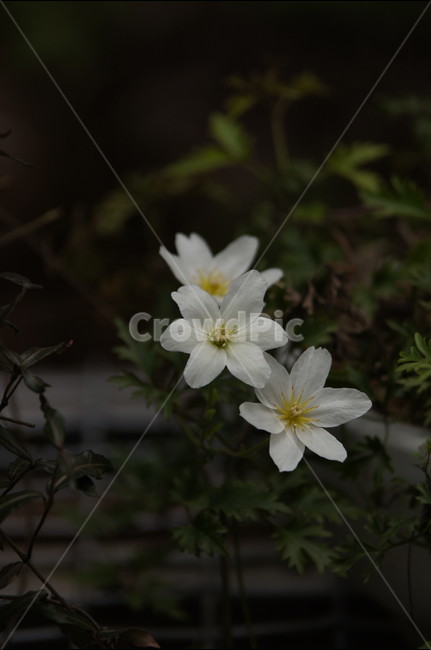 야생화,꽃,식물,자연,봄,식물,자연,plants,nature,꽃,flower