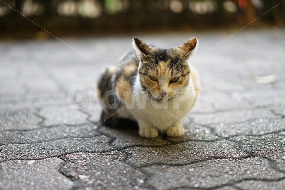 	고양이,야옹이,집냥이,캣,동물,생명,냐옹이,일상,직찍,애니멀,생물,느낌,일상사진,cat,동물,animal,포유류,mammal,고양이,cat,kitten,kitty