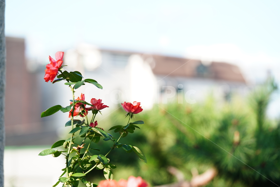 꽃,플라워,식물,생물,생명,flower,rose,장미,식물,자연,plants,nature,꽃,flower