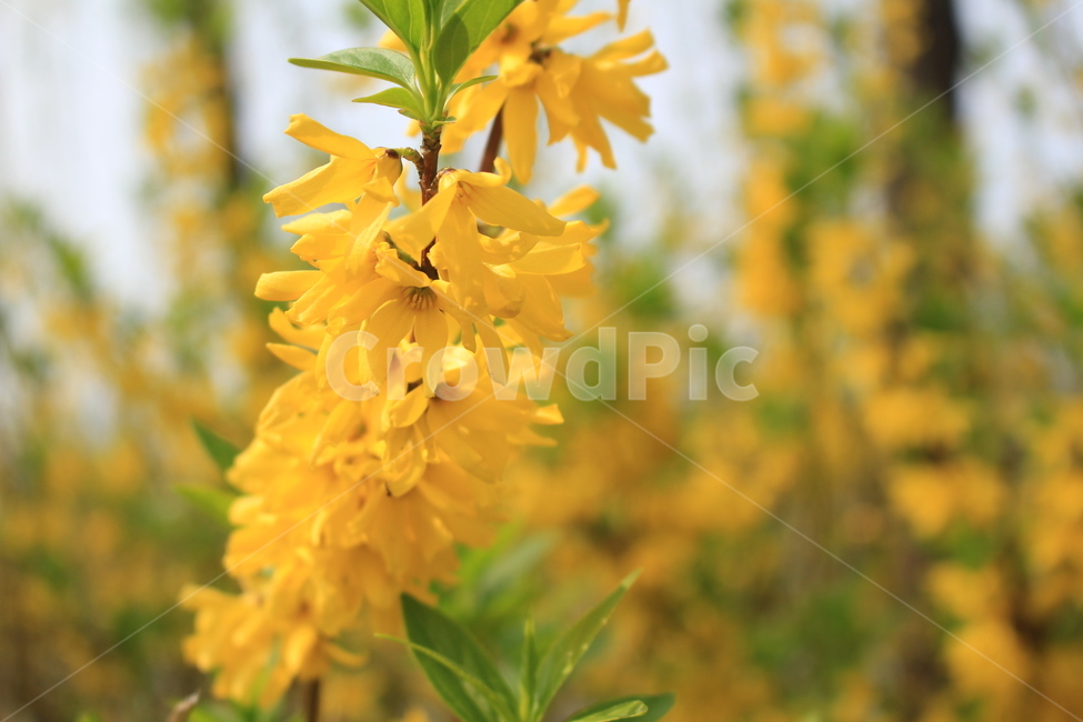 꽃,노란꽃,공원,식물,자연,flower,yellow,yellowflower,background,배경,nature,plant,park,warm,spring,봄,여름,summer,leaf,봄,계절,spring,season