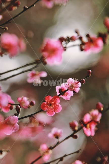 홍매화,매화,꽃,apricotflower,pinkflower,봄,계절,spring,season,식물,자연,plants,nature,꽃,flower,plant