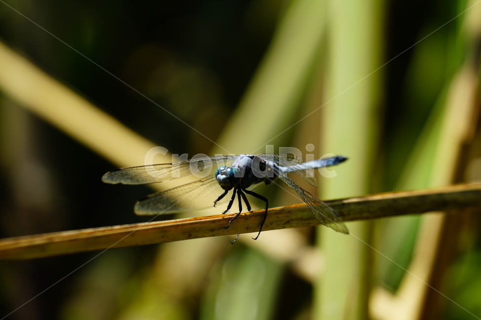 잠자리,연못,곤충,벌레,insect,dragonflies,dragonfly,가을,autumn,fall,9월,september,자연,nature,식물,plants,수풀,동물,animal,곤충,벌레,insect,bug