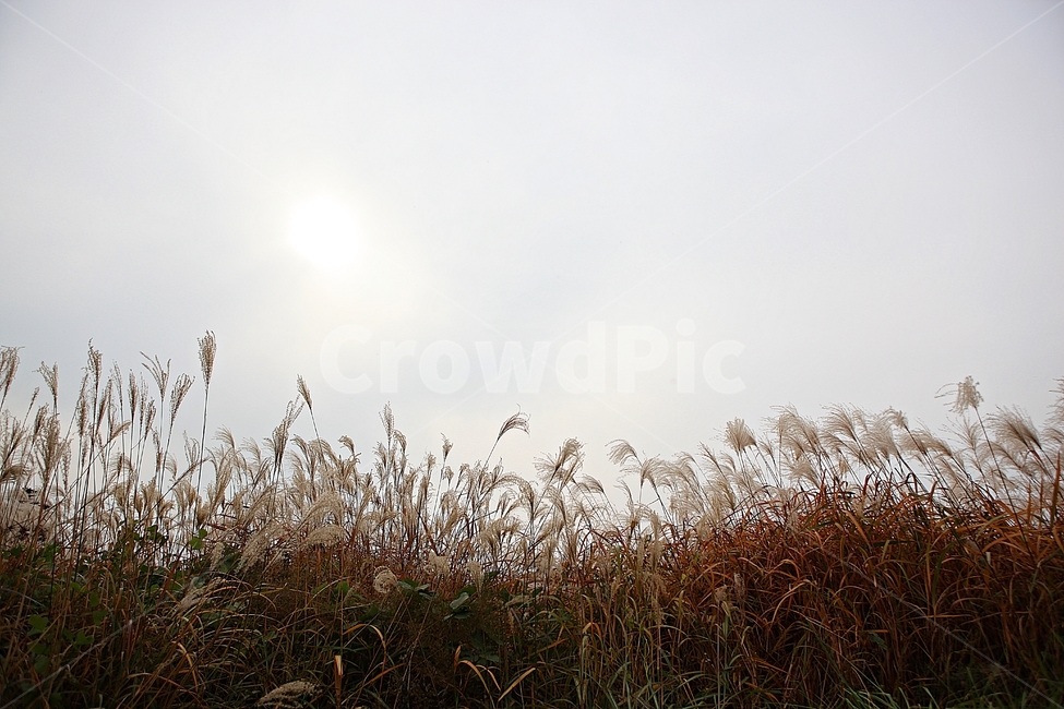갈대,억새,잡초,식물,풍경,풀,자연,공원,하늘,흐림,가을,계절,fall,autumn,season,grass,잔디,plant,lawn,reed