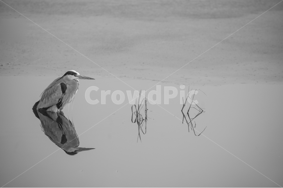 두루미,새,조류,동물,호수,반영,투영,감성,동물,animal,조류,새,birds,흑백,모노톤,monochrome,black and white