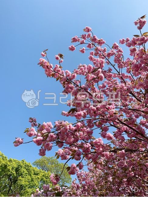sky,Cherry Blossom,plant,side cherry blossoms,flower
