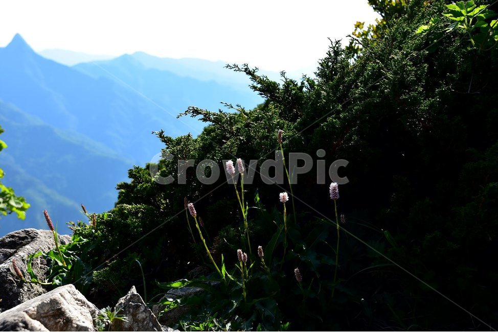 범꼬리,야생화,꽃,식물,자연,생태,플라워,flower,plants,nature,식물,자연,plants,nature,꽃,flower