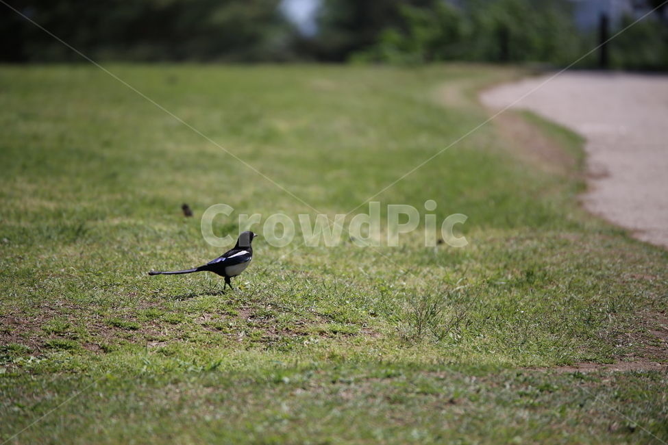 까치,길,자연,bird,잔디