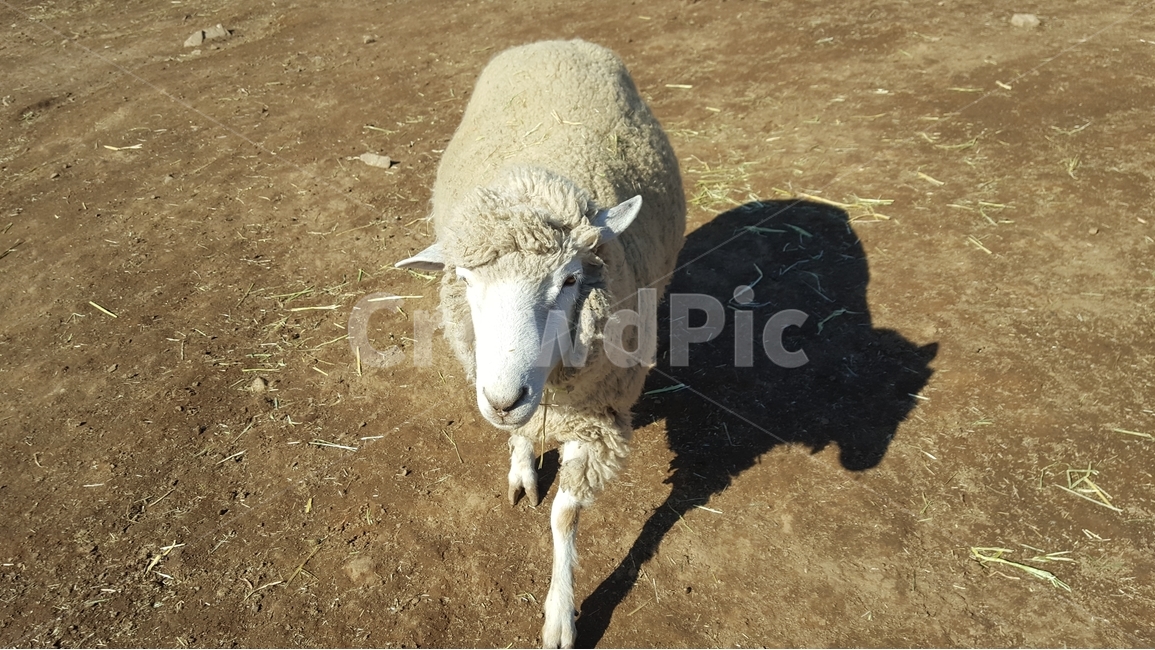양,힐링,산,동물,양사진,동물,animal,포유류,mammal