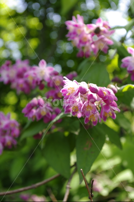 꽃,flower,식물,plant,계절,봄,spring,식물,자연,plants,nature,꽃,flower